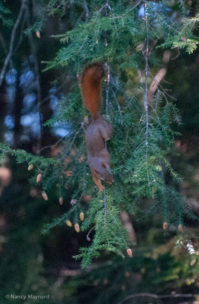 Red squirrel trying to harvest hemlock cones