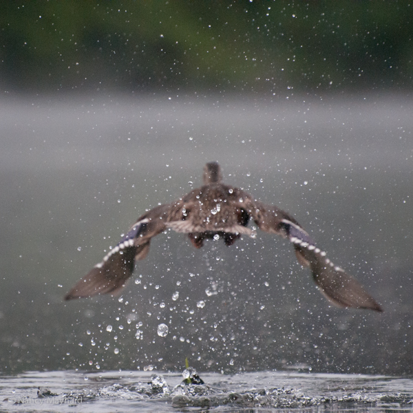 Mallard taking off