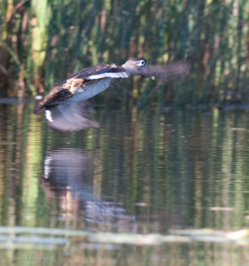 Wood duck flying