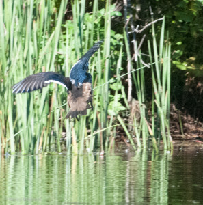 Wood duck coming in for a landing