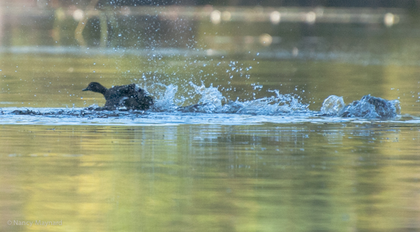 Wood duck splashing. We aren't sure if he was bathing or if he was trying to fly.