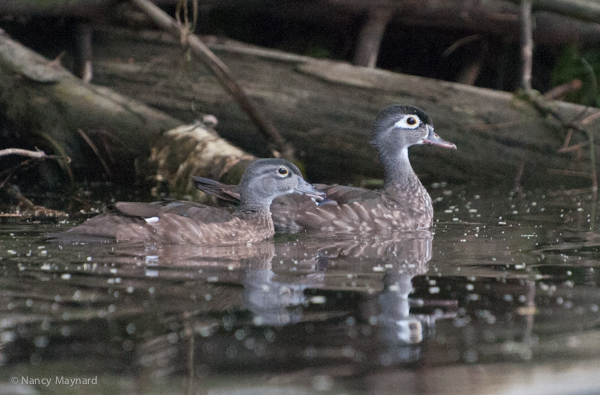 Mama wood duck and young