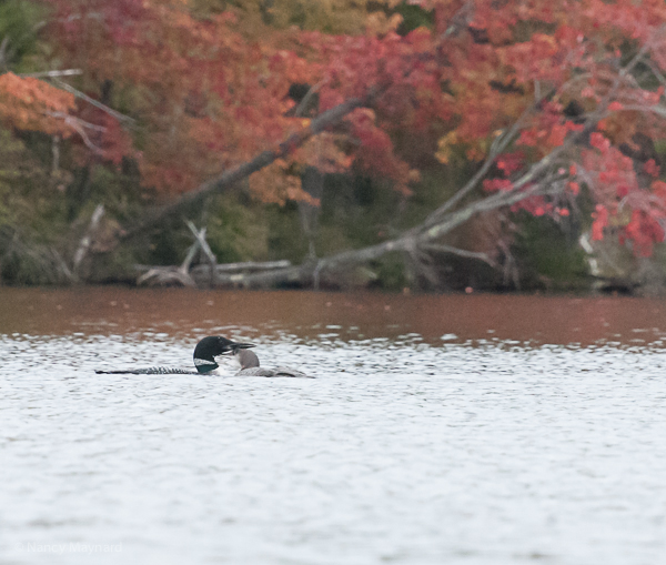 Adult and young loon