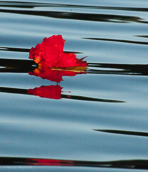 Red leaf reflected