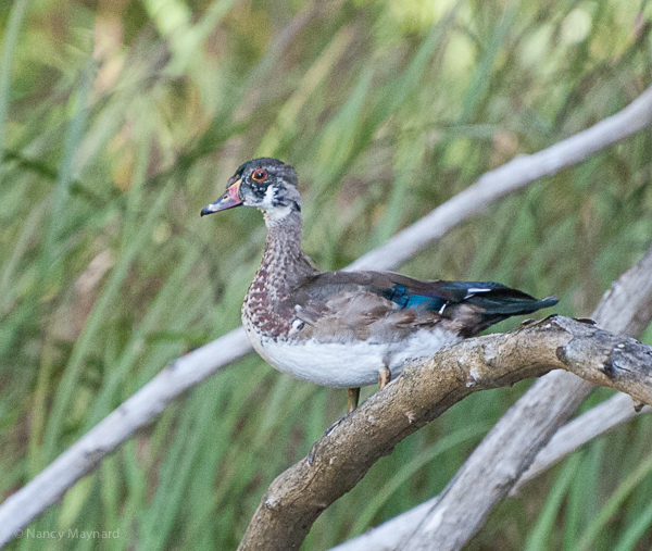 Wood duck getting courting colors