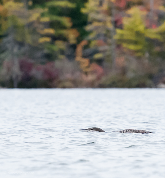 Young loon flattened, trying to hide.