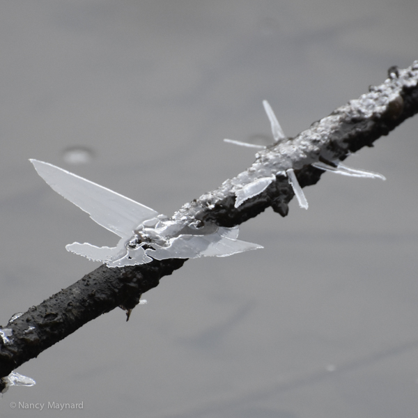 Ice butterfly