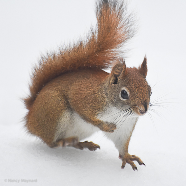 Red, the red squirrel