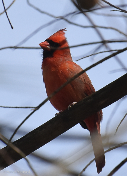 Cardinal singing to mark his territory.