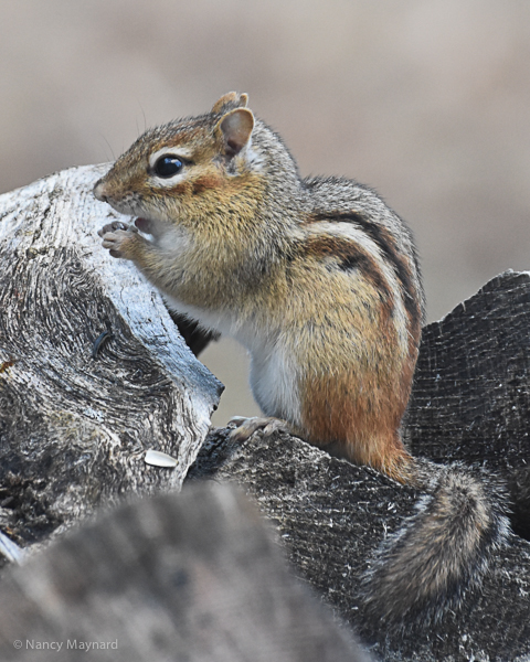 Chipmunk on our woodpile.