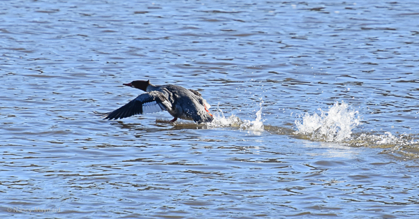 Common merganser female taking off