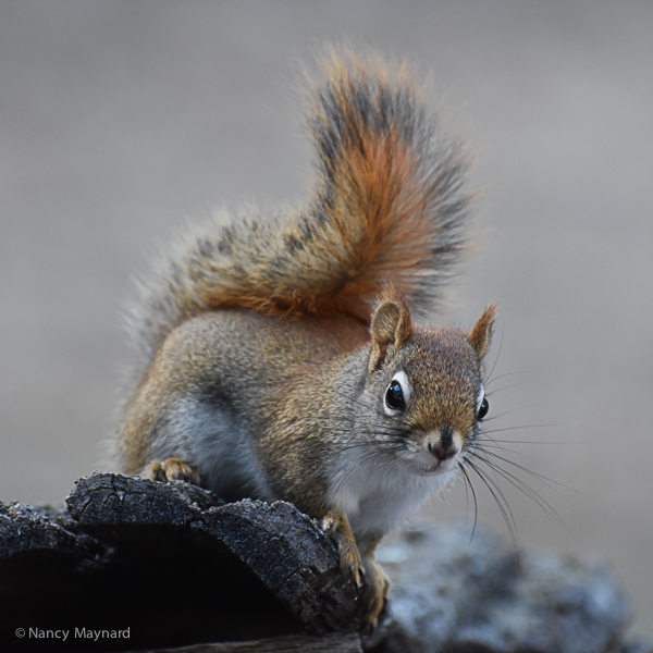 squirrel-2739
