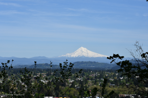 Mt Hood from Mt Tabor