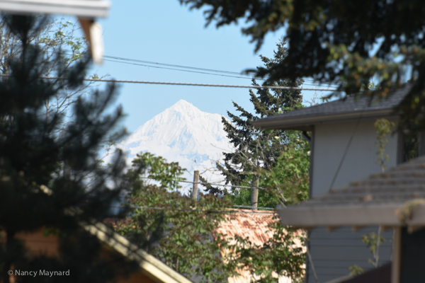 Mt Hood from Uri's house