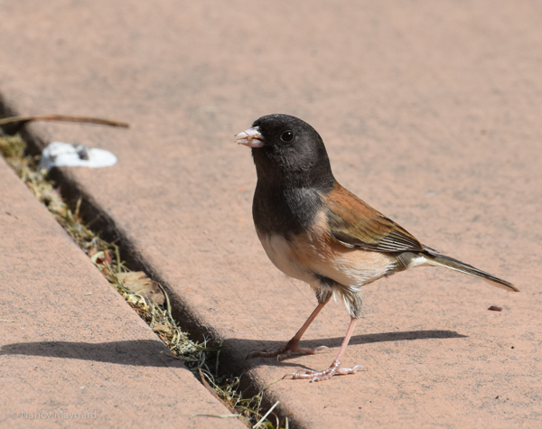 Oregon Junco - Berkeley, CA