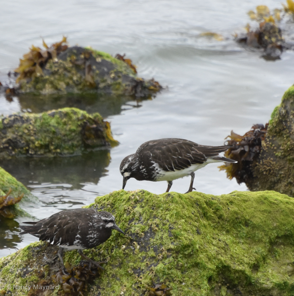 Black turnstone- Berkeley