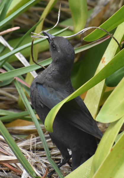 Brownheaded cowbird (?)-San Francisco