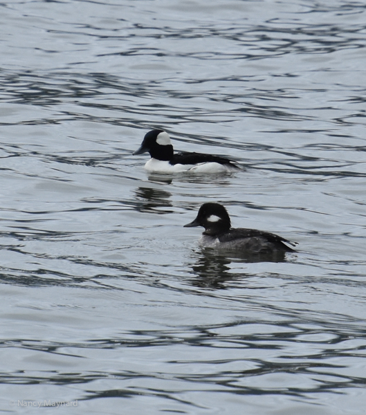 Bufflehead - Berkeley