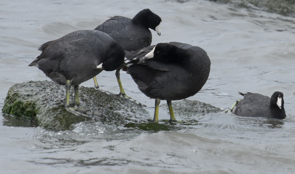 American coot - Berkeley