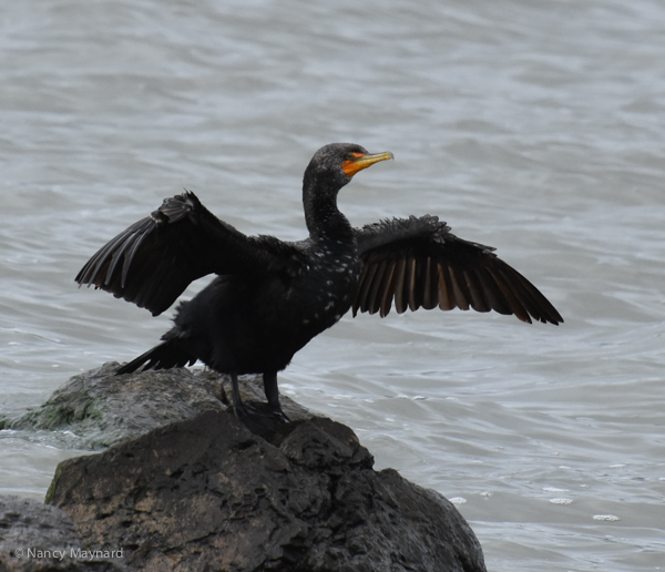 Double crested cormorant