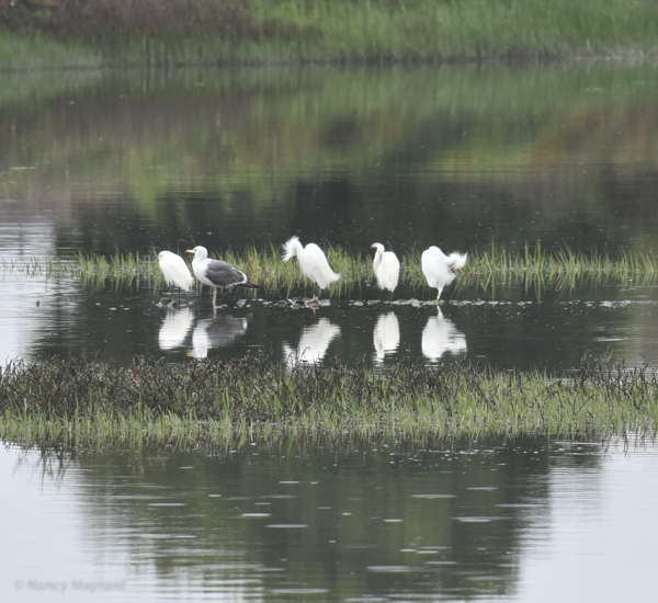 Egrets and a western gull - Tomales Bay