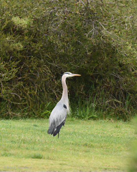 Great Blue Heron - Berkeley