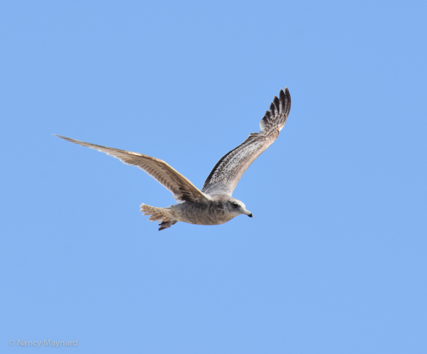 Immature gull - Berkeley 