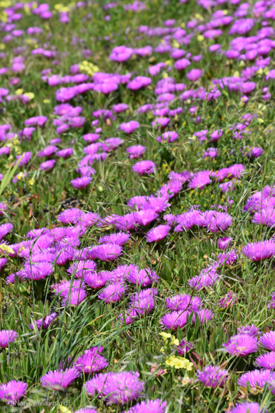 Purple flowers 