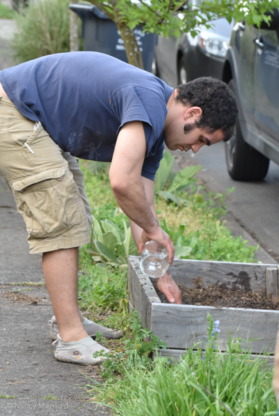 One of Uri's roommates planting a roadside garden.