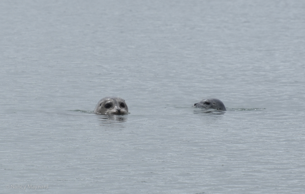 Seals - Tomales Bay