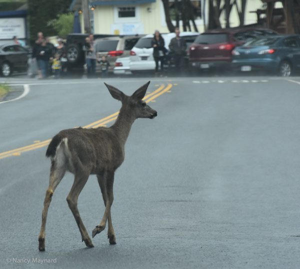 Deer on Rt 1