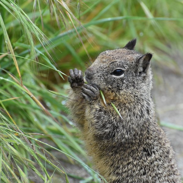 Squirrel at the Berkeley Marina