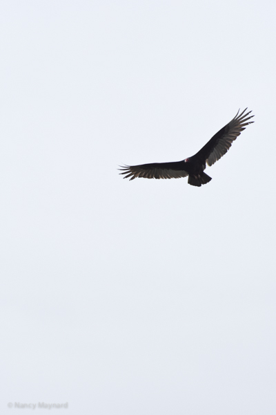 Turkey vulture - Berkeley