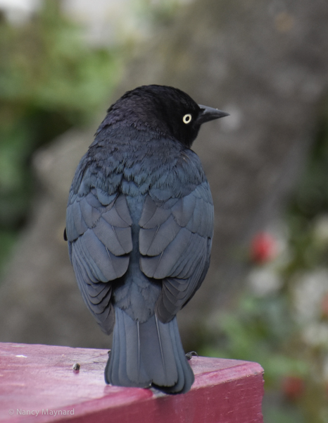 Brewer's blackbird - Berkeley 