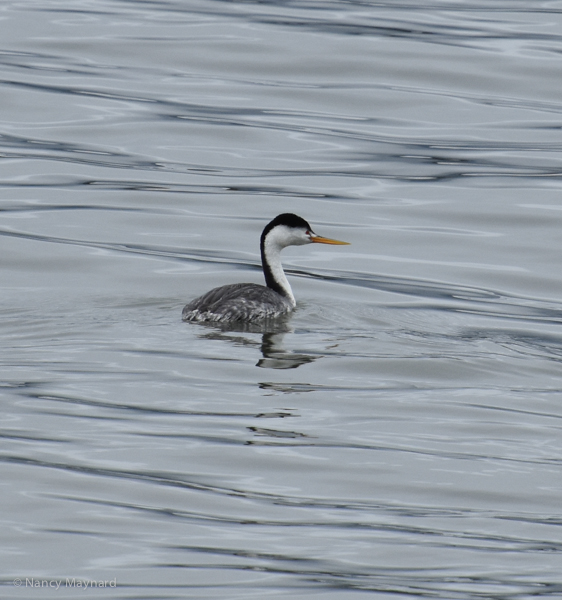 Western grebe - Berkeley