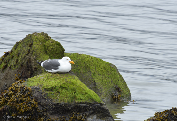 Western gull - Berkeley