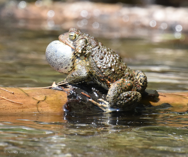 Frog vocalizing -- Lebanon, NH