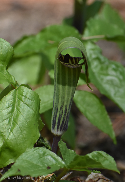 Jack in the pulpit - May 12