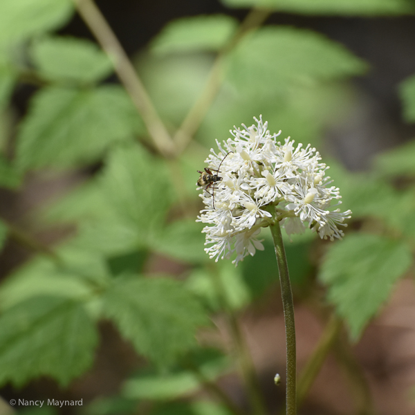 Baneberry (Doll's eyes) - May 12