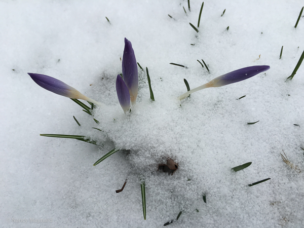 croscus in snow, -April 4