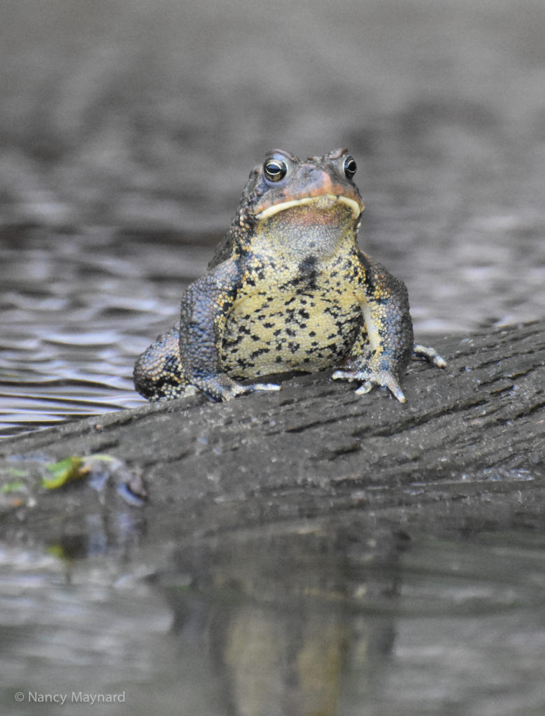 Frog --Wilder, VT