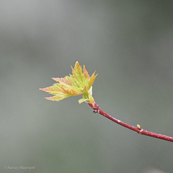 Young maple leaves -May 5
