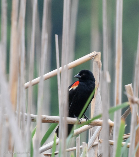 Red winged blackbird -- Hartland, VT