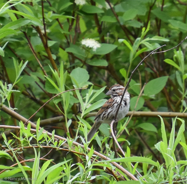 Song sparrow -- Hartland, VT