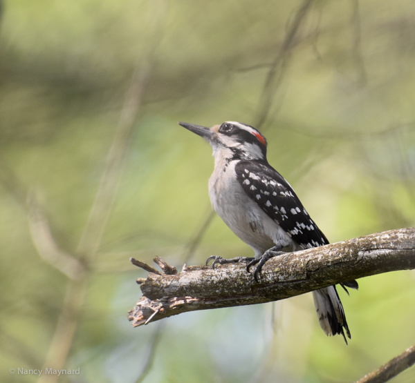Hairy woodpecker -- Wilder,  VT