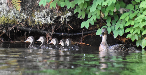 Mama mallard on guard