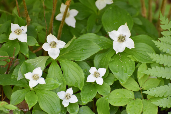 Bunchberry