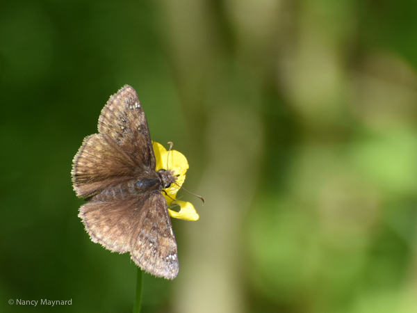 Butterfly on buttercup