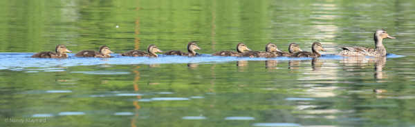 Ducklings  --6/18