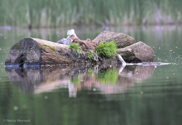 Ducklings on log --6/23